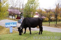 И приведёт этот клубочек... в сказку