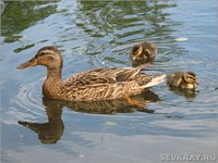 Для утят и брагинское озеро – большая вода