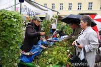 В Ярославле открылась выставка-ярмарка «Сады-2012».