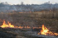 Гринписовцы на Берендеевском болоте