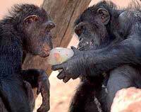 Шимпанзе тоже человек