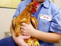 Полиция США спасла цыпленка