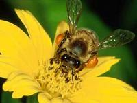 Пчелиный дар