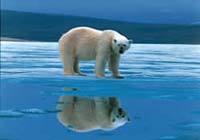 Белый медведь напал на подводную лодку